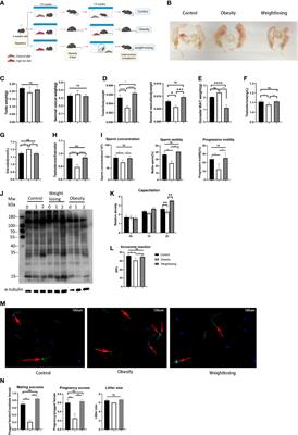 Small RNA perspective of physical exercise-related improvement of male reproductive dysfunction due to obesity